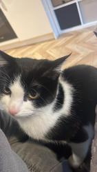 Lost Female Cat last seen Water orton lane, Birmingham, England 
