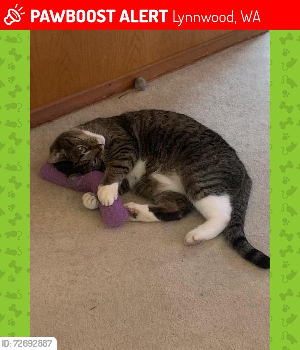 Lost Male Cat last seen 170th St. SW and 32nd Avenue, Spruce Park neighborhood, Lynnwood, Lynnwood, WA 98037