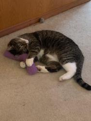 Lost Male Cat last seen 170th St. SW and 32nd Avenue, Spruce Park neighborhood, Lynnwood, Lynnwood, WA 98037
