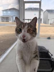Found/Stray Female Cat last seen Near Lily grove loop Raleigh, North Carolina 27610, Raleigh, NC 27610