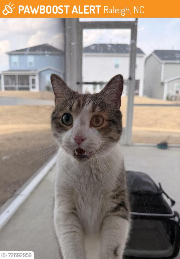 Found/Stray Female Cat last seen Near Lily grove loop Raleigh, North Carolina 27610, Raleigh, NC 27610