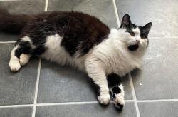 Lost Male Cat last seen Off Broadmeadows wf1 , Outwood, England WF1
