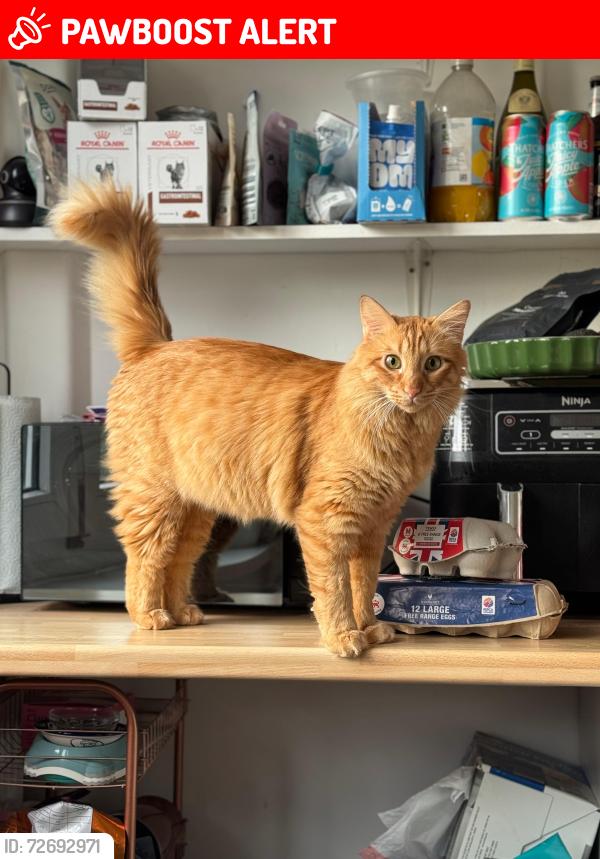 Lost Male Cat last seen Pentridge Street Balcony, Greater London, England SE15