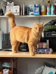 Lost Male Cat last seen Pentridge Street Balcony, Greater London, England SE15