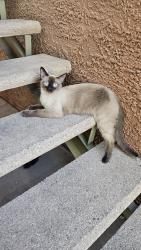 Found/Stray Unknown Cat last seen Decatur and Lake Mead, Las Vegas, NV 89031