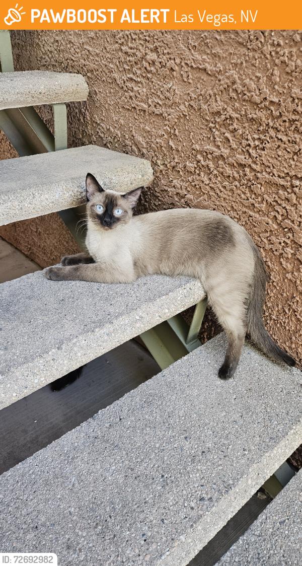 Found/Stray Unknown Cat last seen Decatur and Lake Mead, Las Vegas, NV 89031