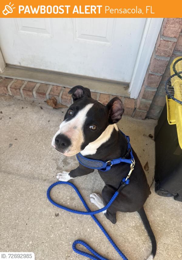 Found/Stray Male Dog last seen Unknown , Pensacola, FL 32507