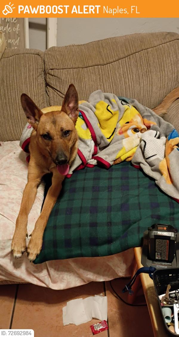 Found/Stray Female Dog last seen Sonic , Naples, FL 34112