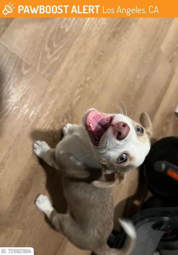 Found/Stray Female Dog last seen 7th and Figueroa , Los Angeles, CA 90017