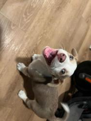 Found/Stray Female Dog last seen 7th and Figueroa , Los Angeles, CA 90017