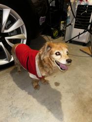 Found/Stray Unknown Dog last seen W McFadden Ave , Santa Ana, CA 92704