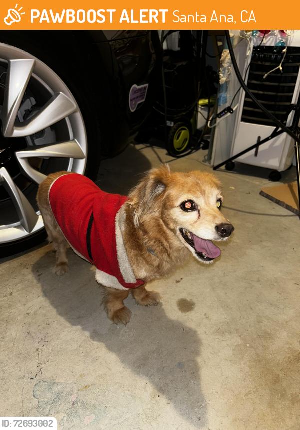 Found/Stray Unknown Dog last seen W McFadden Ave , Santa Ana, CA 92704