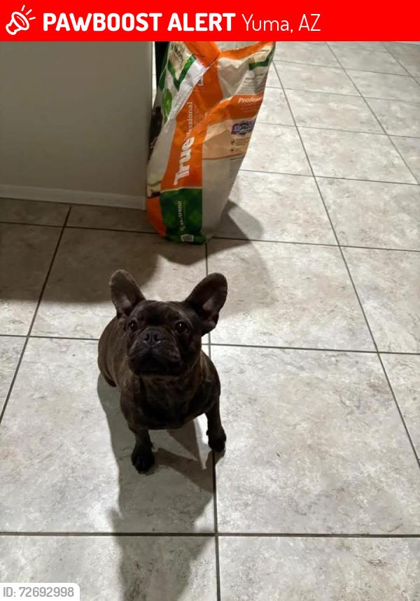 Lost Female Dog last seen Sandra ave and 40th street, main cross streets Foothills blvd, 40th street, Yuma, AZ 85367