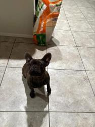 Lost Female Dog last seen Sandra ave and 40th street, main cross streets Foothills blvd, 40th street, Yuma, AZ 85367