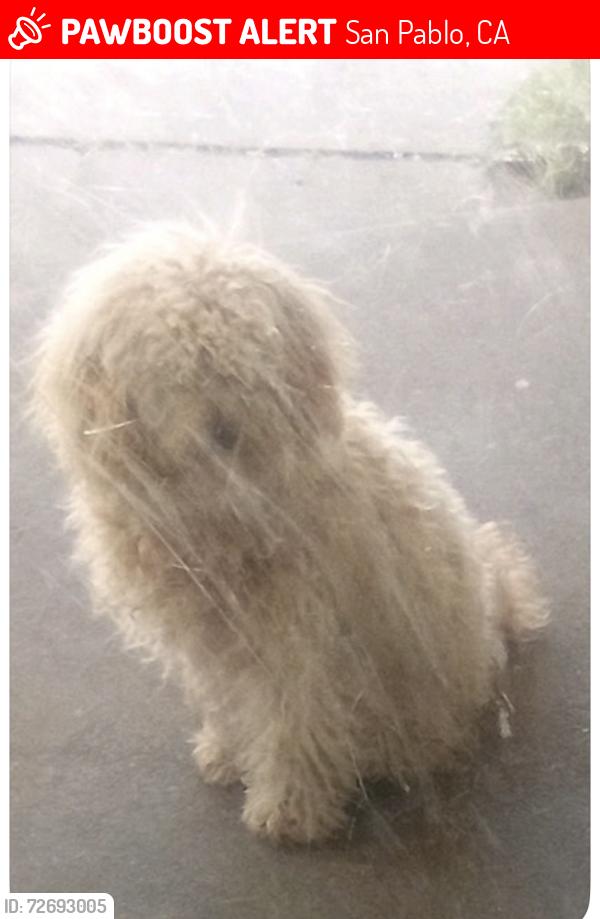Lost Male Dog last seen cypress , San Pablo, CA 94806