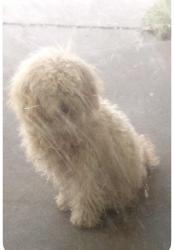 Lost Male Dog last seen cypress , San Pablo, CA 94806