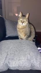 Lost Male Cat last seen Near Ave between 52 and Milson Wynd, Delta, BC V4M 3A6
