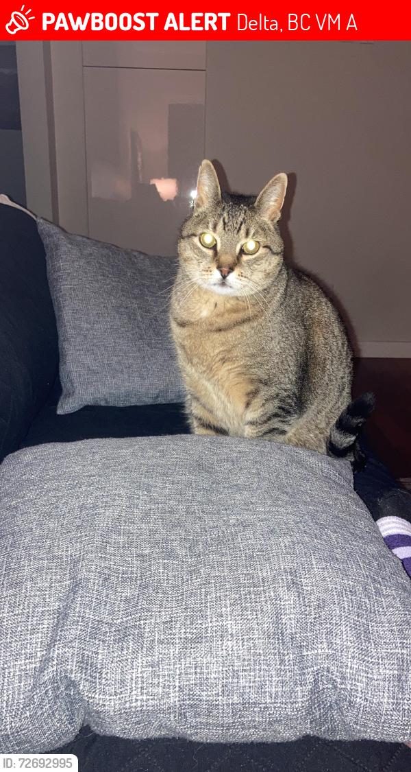 Lost Male Cat last seen Near Ave between 52 and Milson Wynd, Delta, BC V4M 3A6