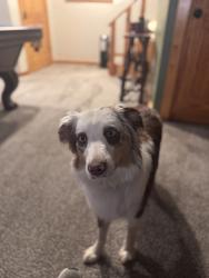 Lost Female Dog last seen MLK historical Park, Fayetteville, NC 28305