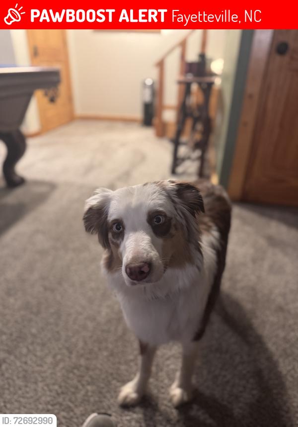 Lost Female Dog last seen MLK historical Park, Fayetteville, NC 28305