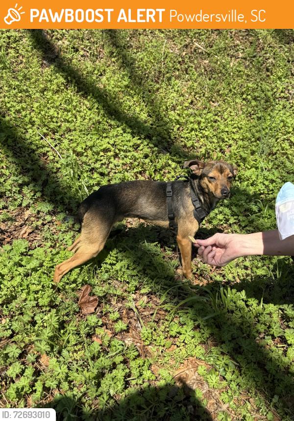 Found/Stray Unknown Dog last seen Near where Sitton Hill Road and 3 Bridges Road intersect, Powdersville, SC 29642