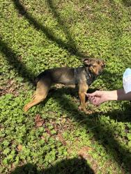 Found/Stray Unknown Dog last seen Near where Sitton Hill Road and 3 Bridges Road intersect, Powdersville, SC 29642