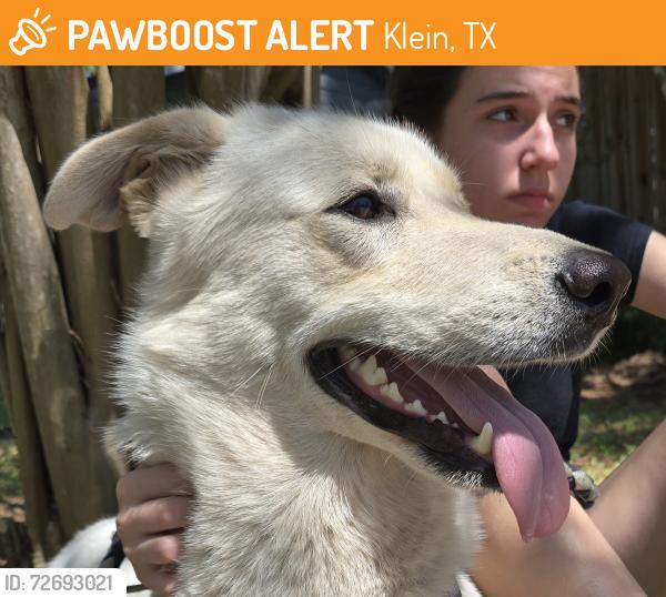 Found/Stray Unknown Dog last seen Paradise Valley and Pebble Springs, Klein, TX 77379