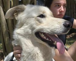 Found/Stray Unknown Dog last seen Paradise Valley and Pebble Springs, Klein, TX 77379
