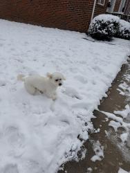 Lost Male Dog last seen Near Norwich rd Wilmington nc, Wilmington, NC 28405