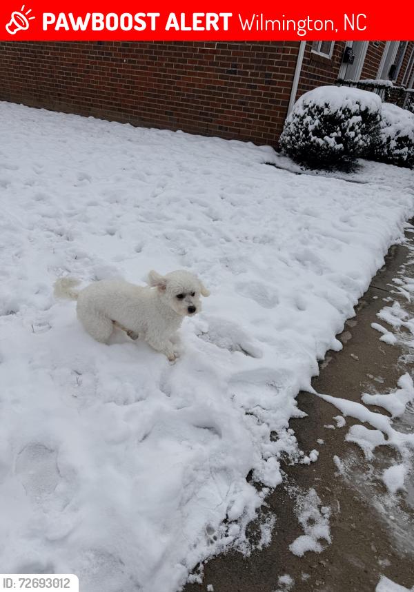 Lost Male Dog last seen Near Norwich rd Wilmington nc, Wilmington, NC 28405