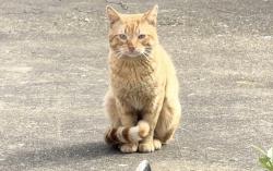Found/Stray Male Cat last seen Neasden, Greater London, England NW2