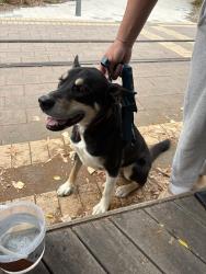 Lost Male Dog last seen Launceston tasmania, Newnham, TAS 7248