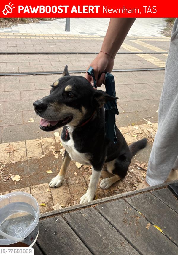 Lost Male Dog last seen Launceston tasmania, Newnham, TAS 7248