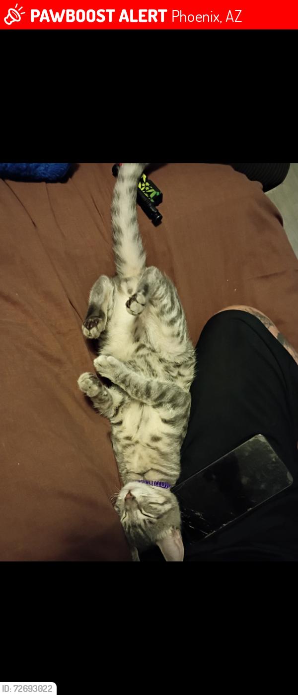 Lost Male Cat last seen 19th Ave and northern, Phoenix, AZ 85021