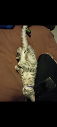 Lost Male Cat last seen 19th Ave and northern, Phoenix, AZ 85021