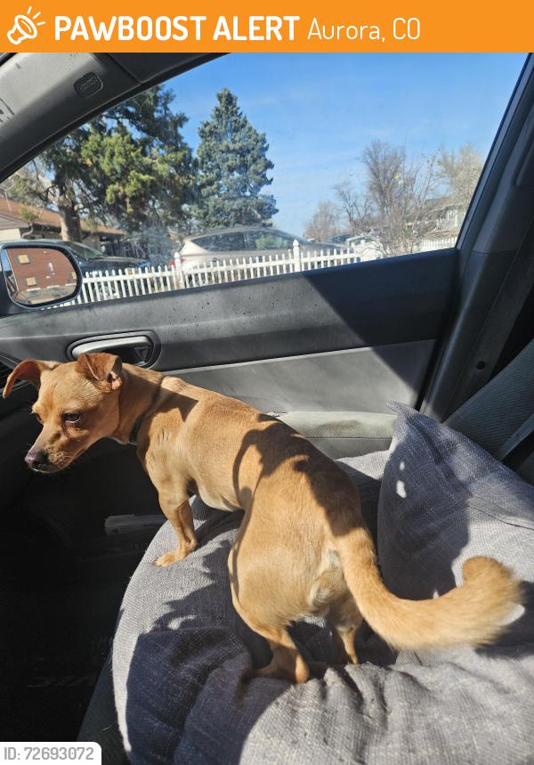 Found/Stray Male Dog last seen 12th and Dallas, Aurora, CO 80010