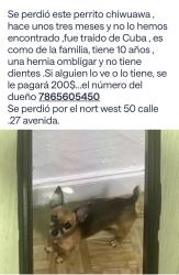 Lost Male Dog last seen Near av, Miami, FL 33145