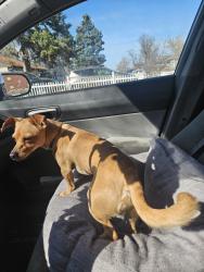Found/Stray Male Dog last seen 12th and Dallas, Aurora, CO 80010