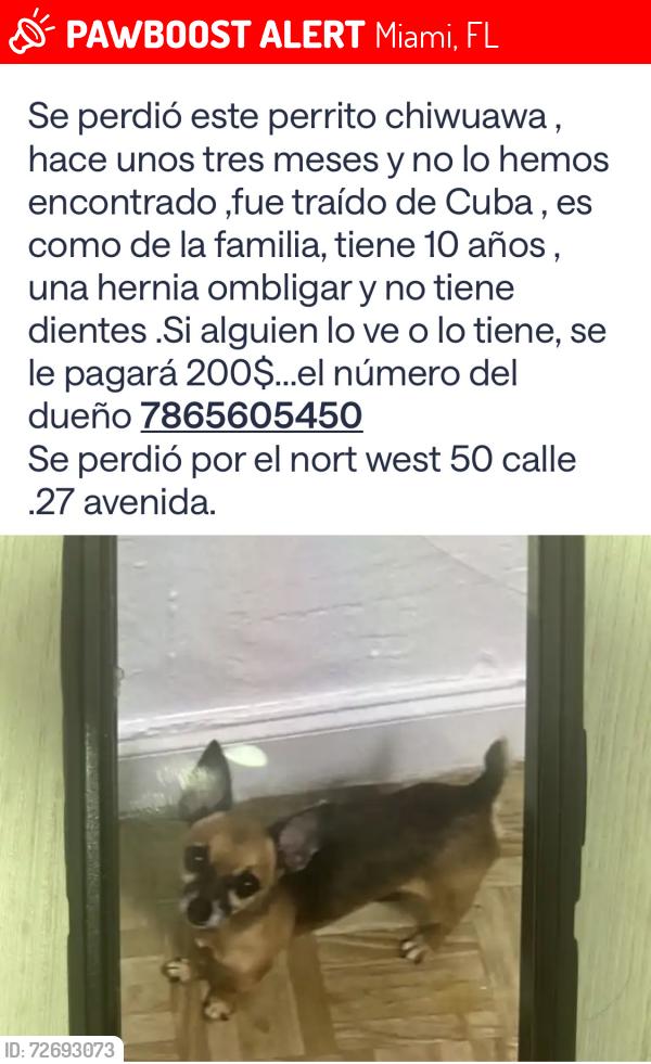 Lost Male Dog last seen Near av, Miami, FL 33145