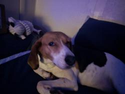 Lost Female Dog last seen Watauga High School, Boone, NC 28607
