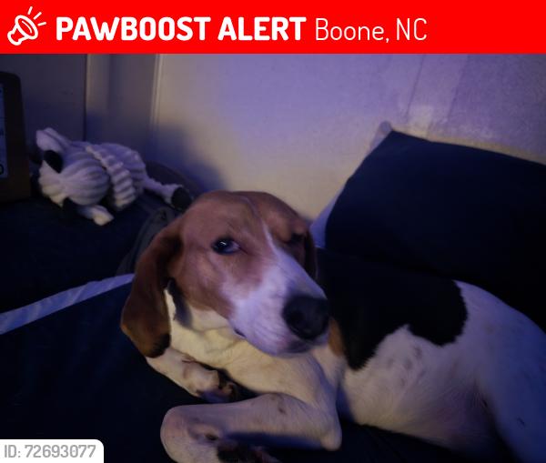 Lost Female Dog last seen Watauga High School, Boone, NC 28607
