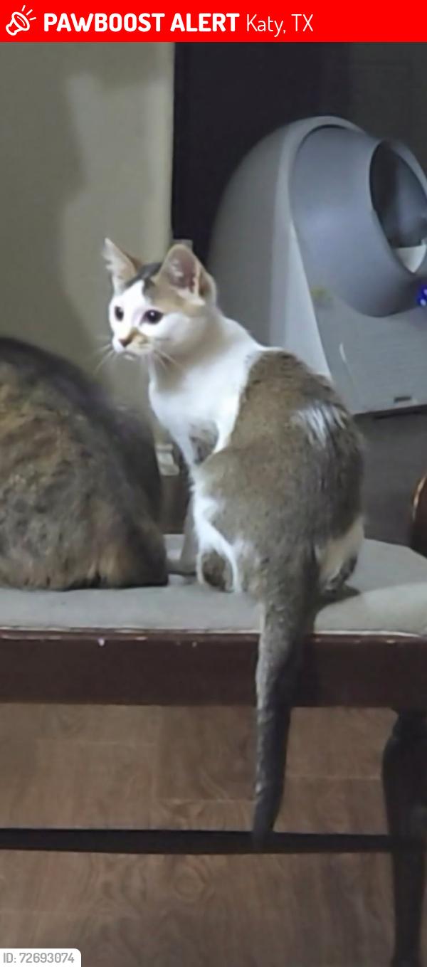 Lost Male Cat last seen Near and fry, Katy, TX 77449