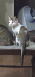 Lost Male Cat last seen Near and fry, Katy, TX 77449