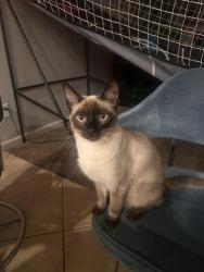 Lost Female Cat last seen Near W Sunderland Ave Phoenix, AZ  85033 United States, Phoenix, AZ 85033