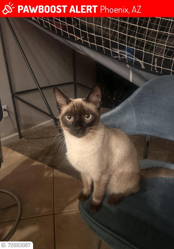 Lost Female Cat last seen Near W Sunderland Ave Phoenix, AZ  85033 United States, Phoenix, AZ 85033