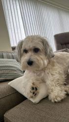 Lost Male Dog last seen London, London, England 