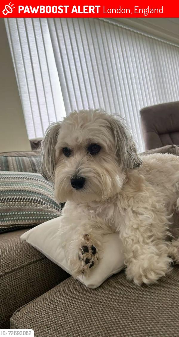 Lost Male Dog last seen London, London, England 