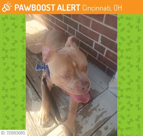 Found/Stray Male Dog last seen Vine Street, Cincinnati, OH 45217