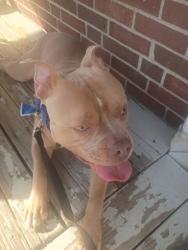 Found/Stray Male Dog last seen Vine Street, Cincinnati, OH 45217