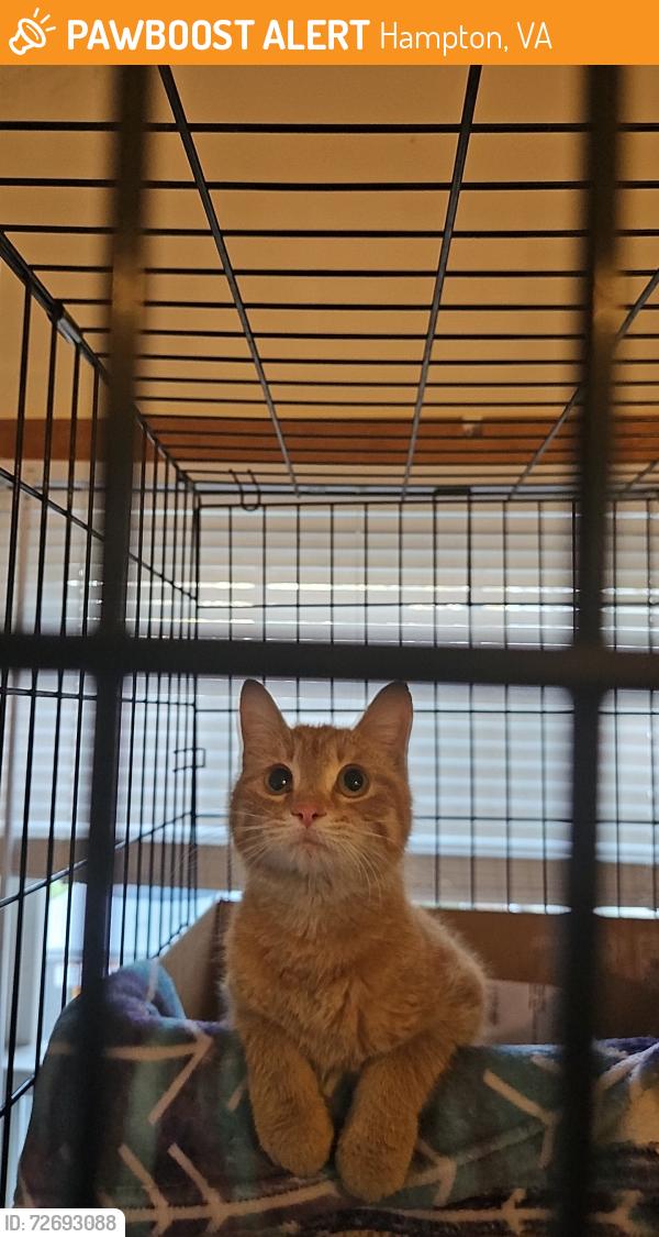 Found/Stray Unknown Cat last seen Tune up plus /ollies bargin outlet area Hampton plaza , Hampton, VA 23666